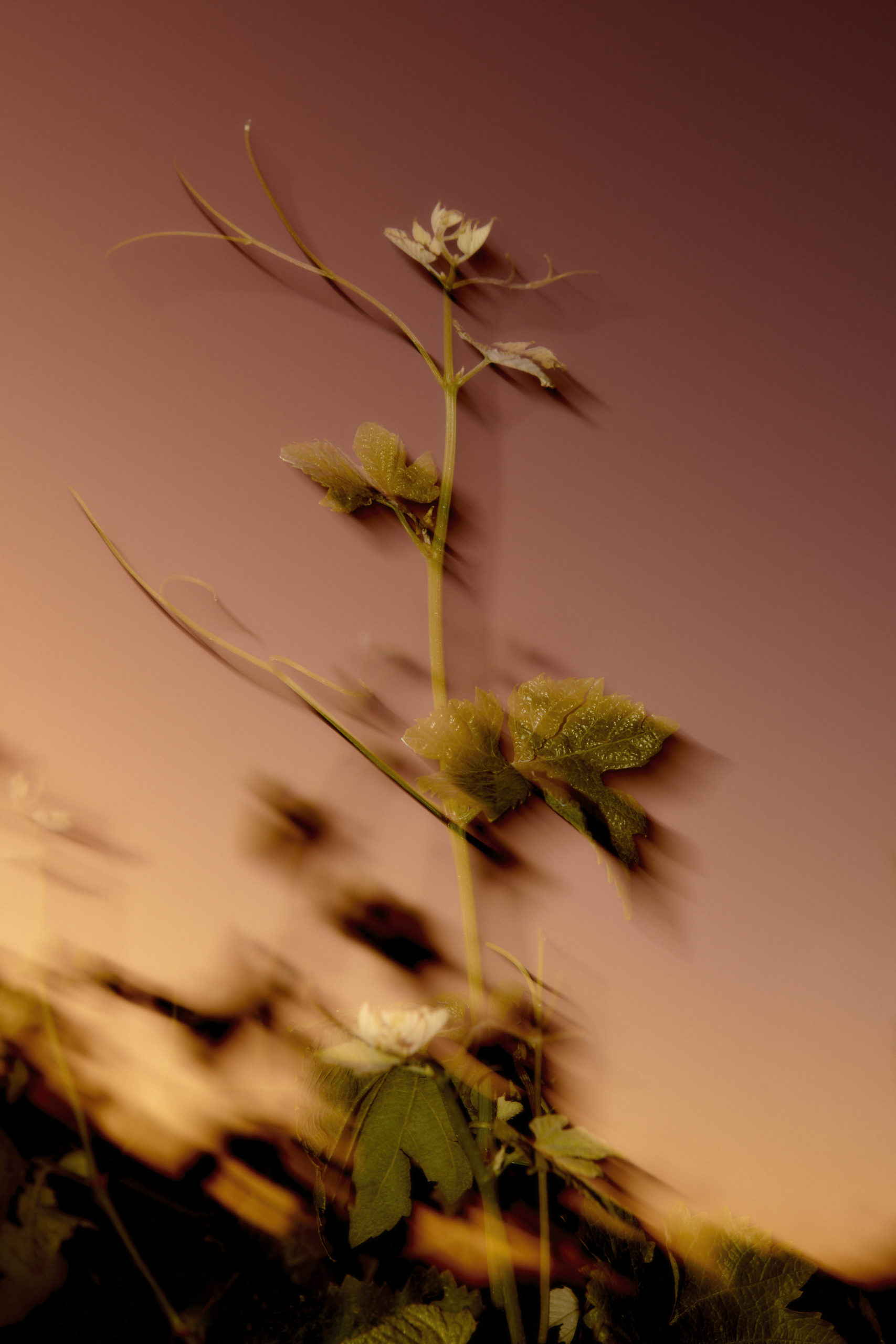 Close-up of a plant with green leaves and a small white flower against a muted pink and orange background in blurred focus.