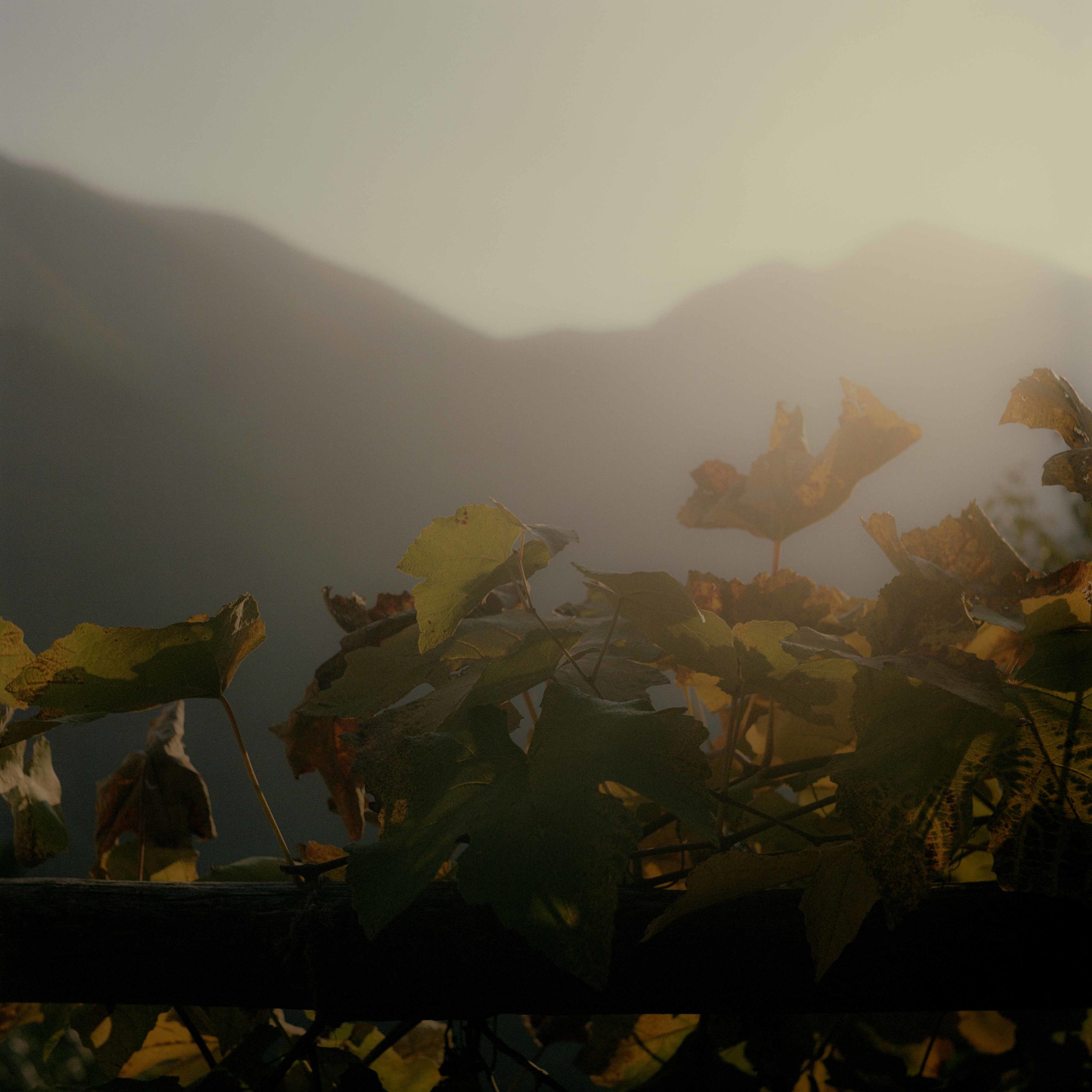 Vine leaves with yellow and green hues fill the frame, set against a blurred mountain range in the background under soft lighting.