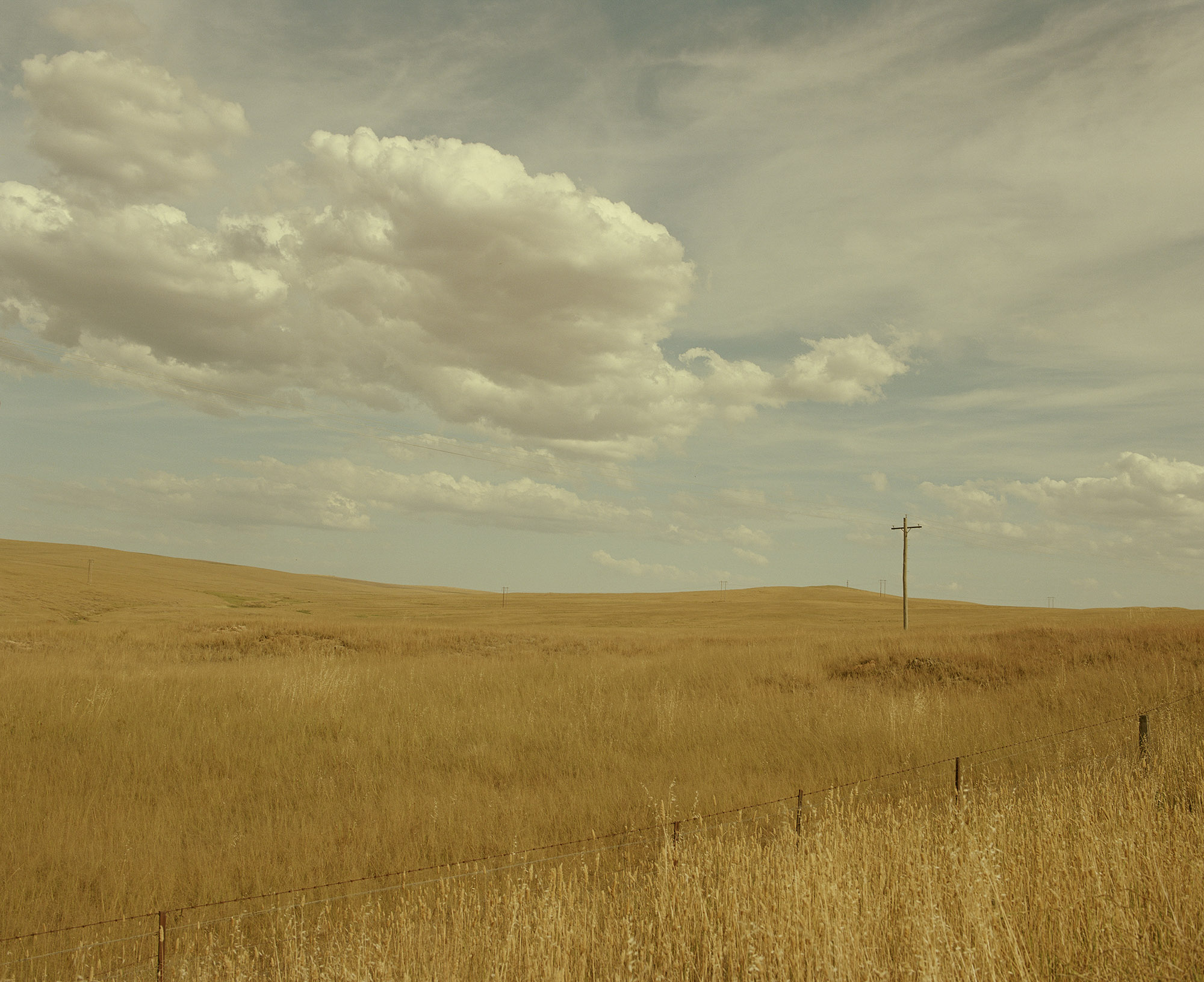 Golden field stretches to the horizon under a cloudy sky with a utility pole, showcasing a peaceful rural landscape.