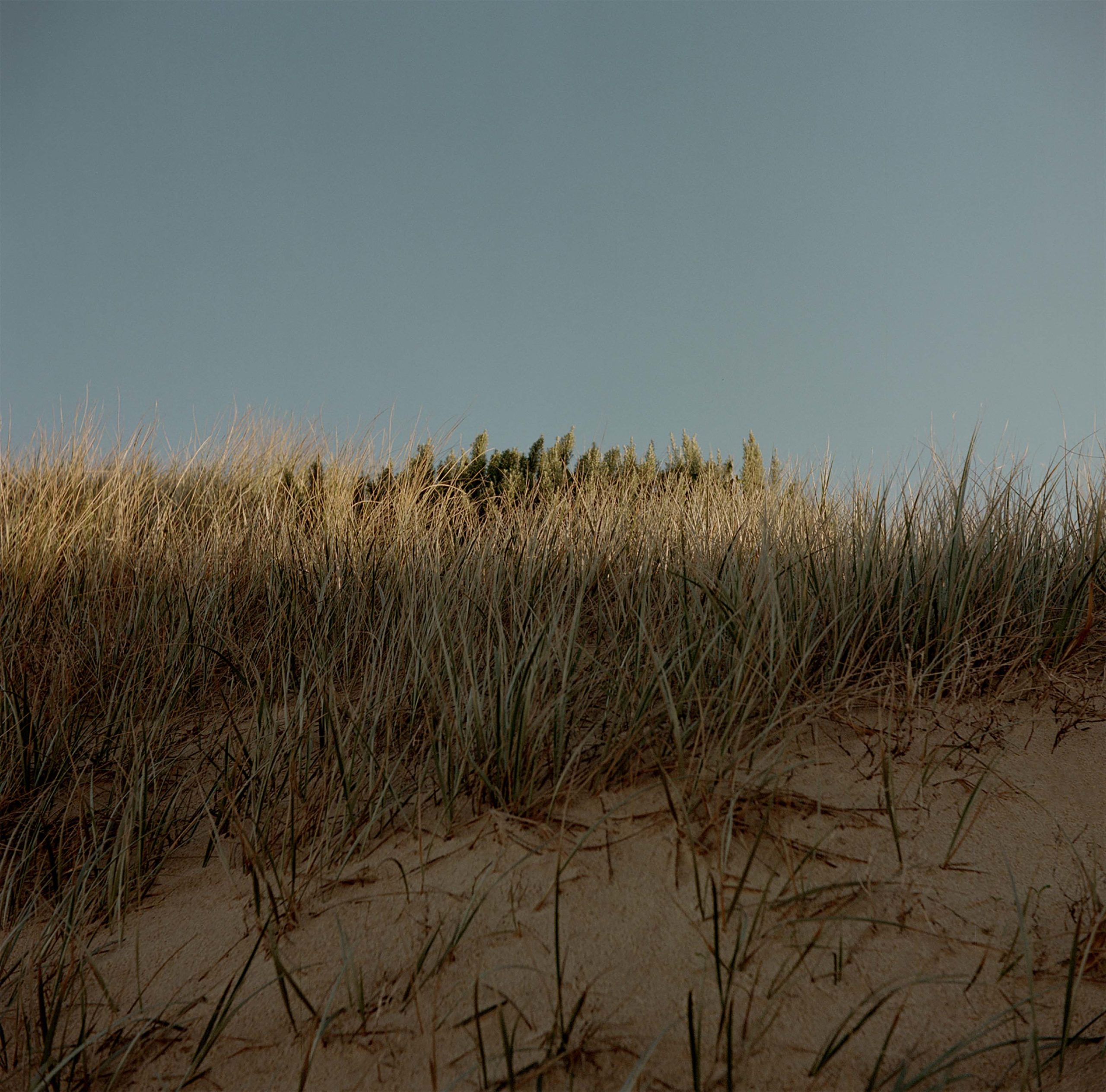 Tranquil landscape featuring dune grass in the foreground and a serene blue sky in the background, bathed in soft, natural light.
