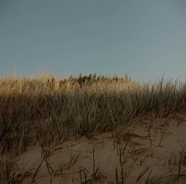 Tranquil landscape featuring dune grass in the foreground and a serene blue sky in the background, bathed in soft, natural light.