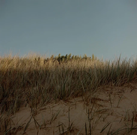 Tranquil landscape featuring dune grass in the foreground and a serene blue sky in the background, bathed in soft, natural light.