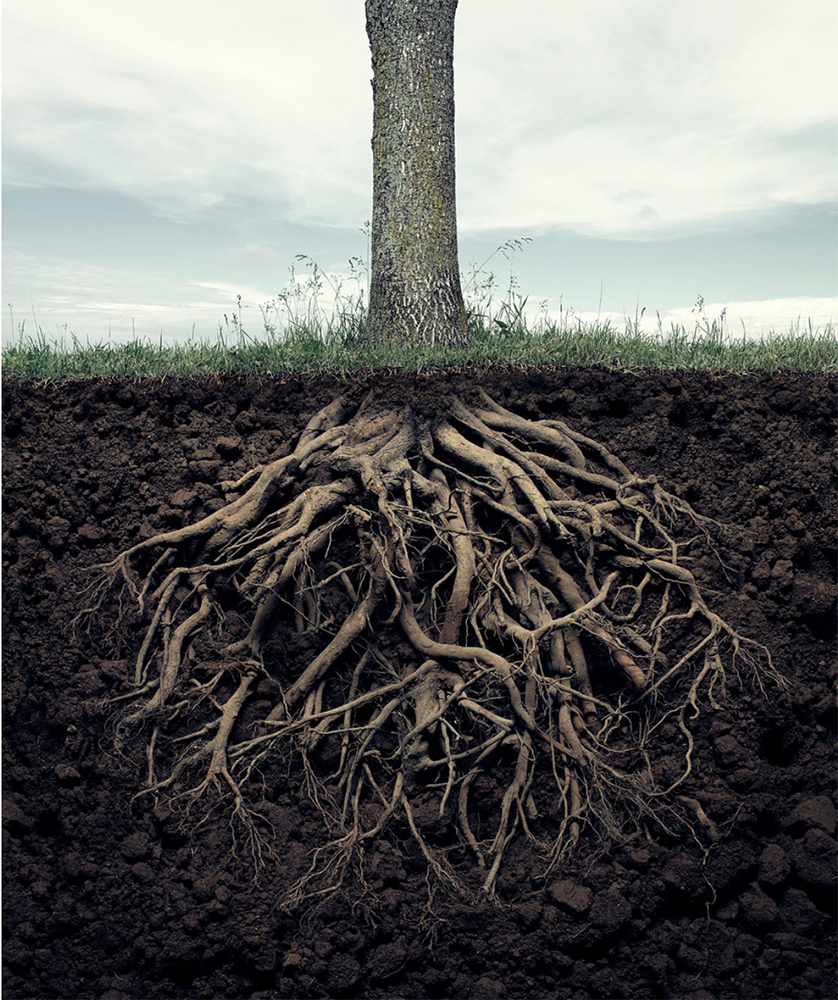 Exposed tree roots and soil texture beneath a tree trunk against a cloudy sky background, creating a nature-themed composition.