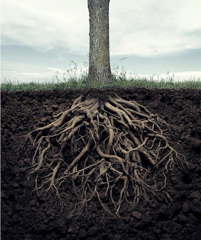 Cross section showing a tree trunk above ground with an intricate network of dark roots spreading through subterranean soil and earth.