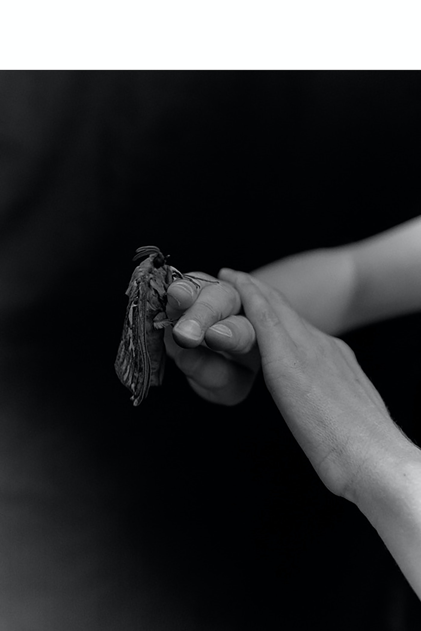 Monochrome photograph of hands gently holding a moth, creating a delicate and intriguing study of texture and form against a dark background.