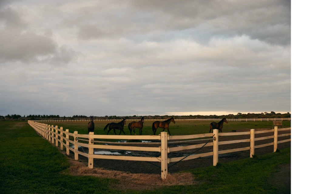 Horses graze in a field enclosed by a white fence under a cloudy sky, creating a serene and pastoral landscape.