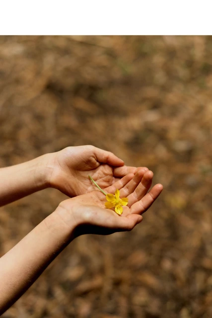 Child's hands hold a small yellow flower against a blurred background of dried leaves and twigs in a close-up outdoor shot.