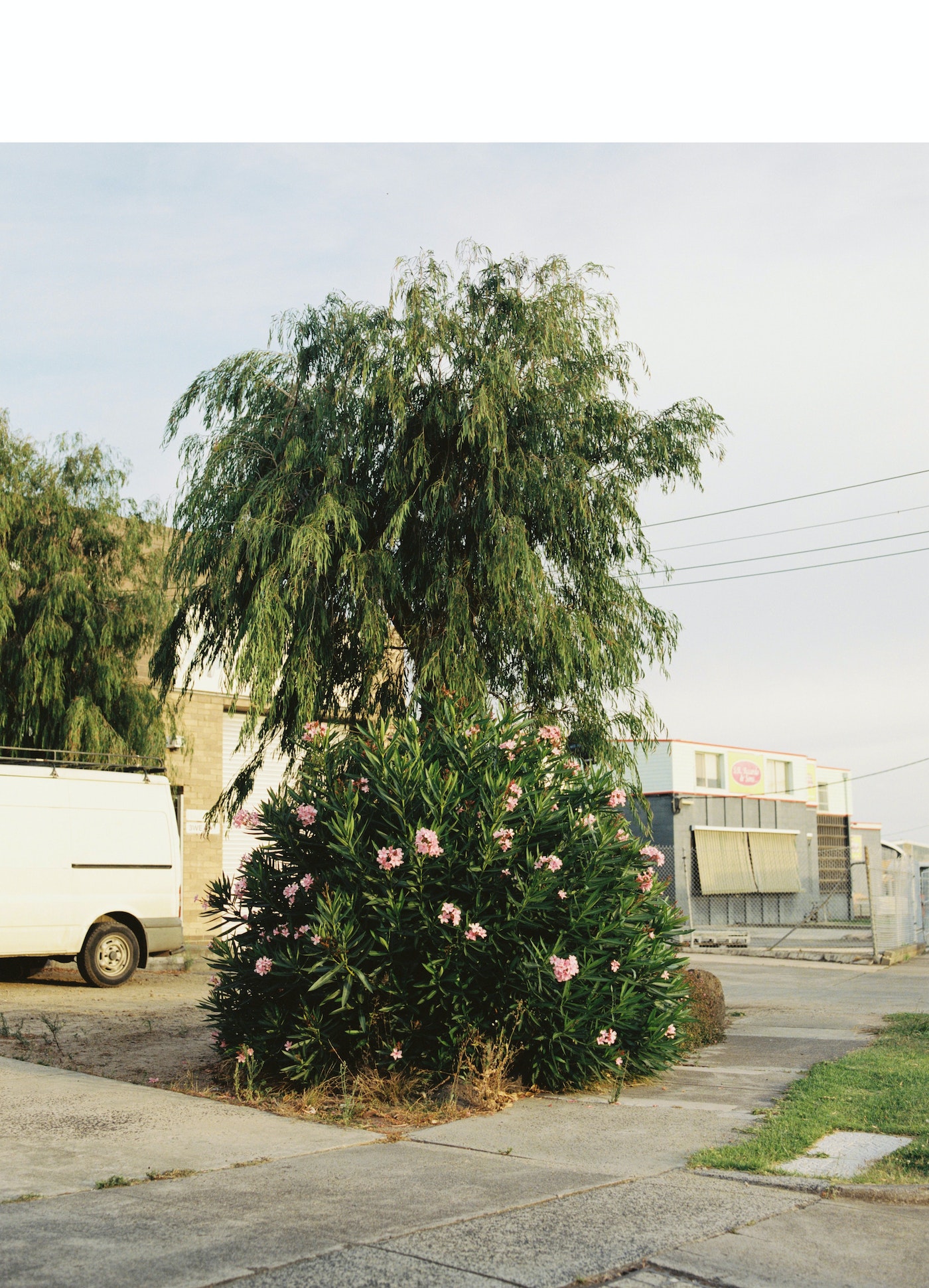 A lush flowering bush and a weeping willow tree stand roadside near an industrial building, with a white van parked nearby on the street.