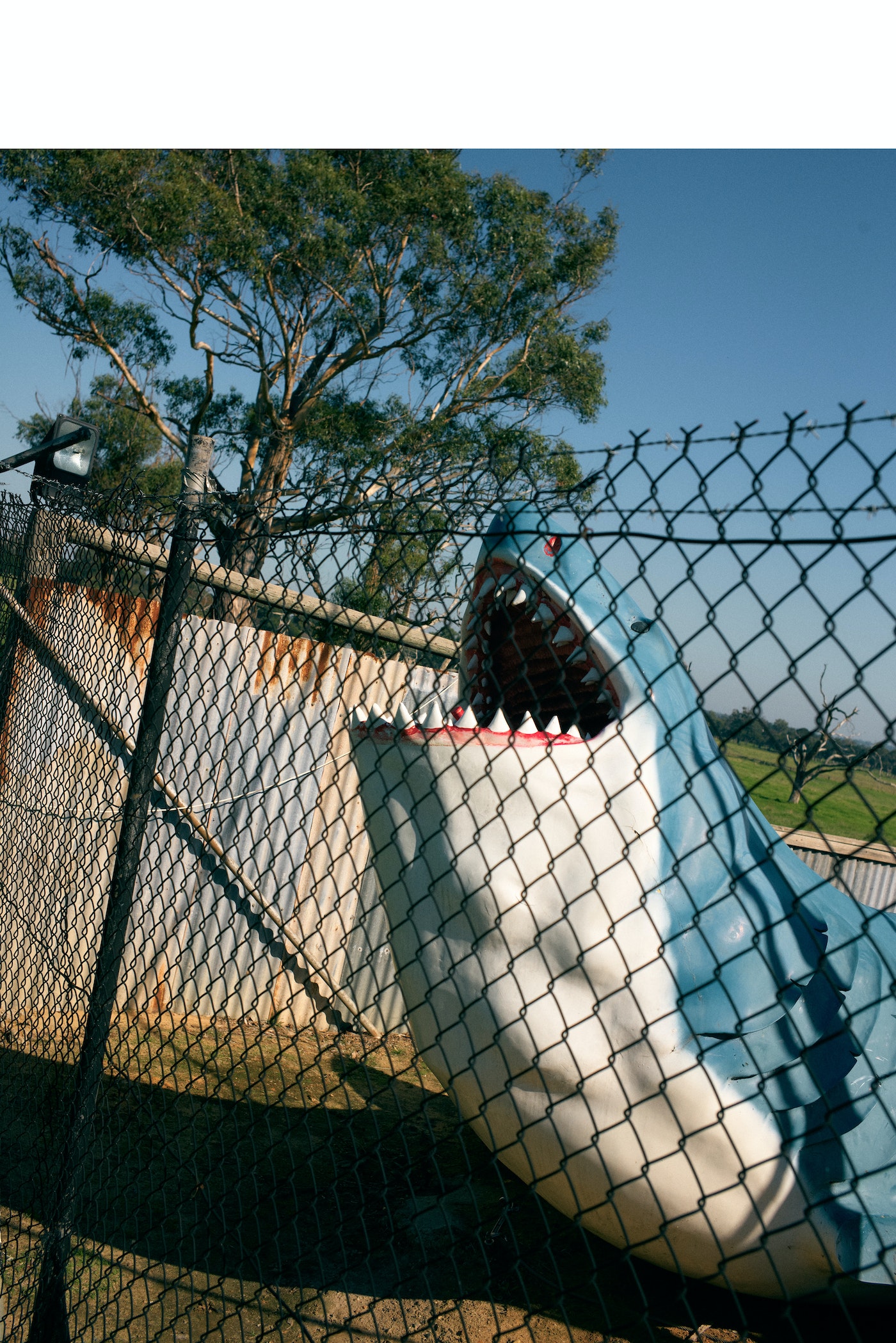 Outdoor shot of a large shark sculpture with an open mouth behind a wire fence against a backdrop of trees and a clear blue sky.