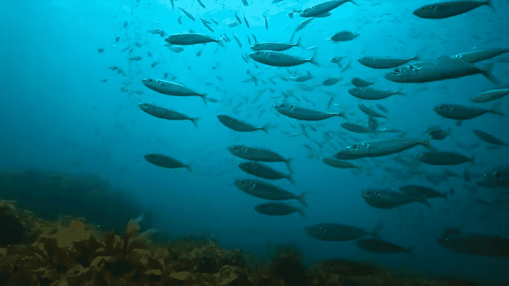 School of fish swimming in ocean, underwater teal-toned nature shot. Marine wildlife featuring large group of sea animals.
