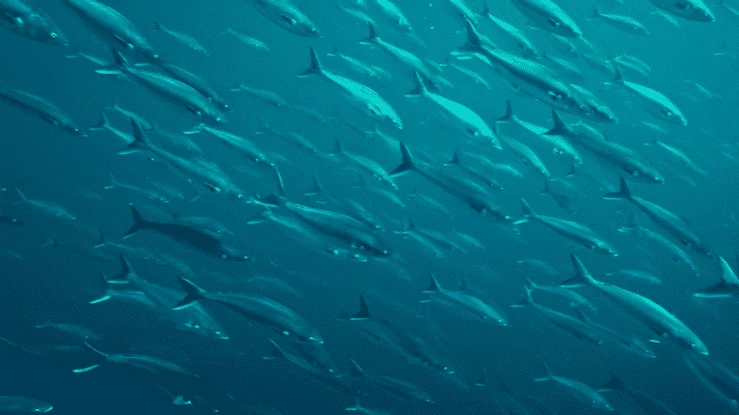 School of fish swimming in ocean, underwater teal-toned nature shot. Marine wildlife featuring large group of sea animals.
