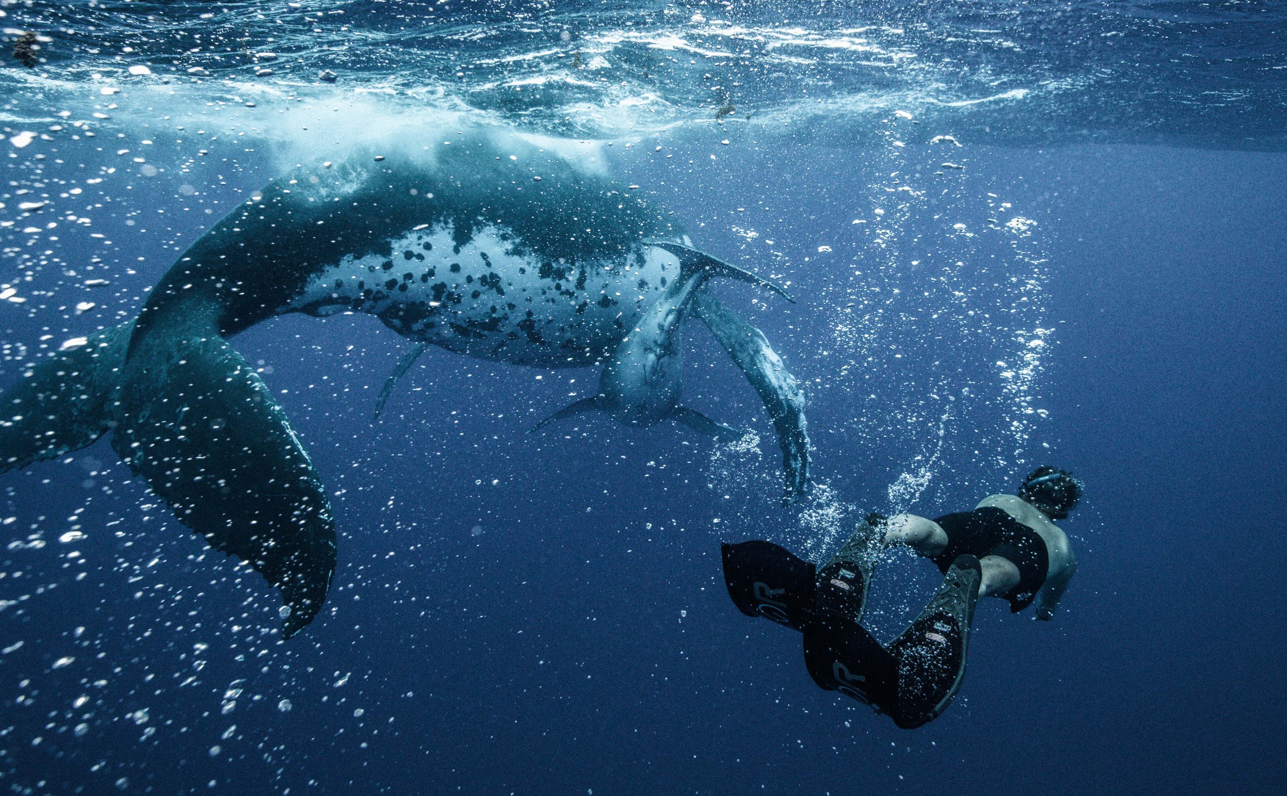 Underwater shot of an adult male scuba diver swimming in the ocean with a spotted leopard seal, in deep blue ocean water.