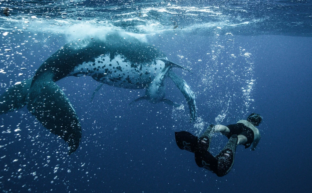Underwater shot of an adult male scuba diver swimming in the ocean with a spotted leopard seal, in deep blue ocean water.