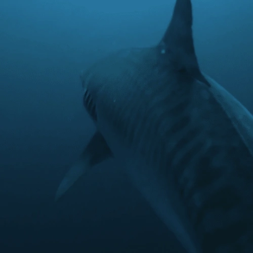 Underwater shot of a woman wearing a diving mask and fins, kneeling near a sandy seabed.