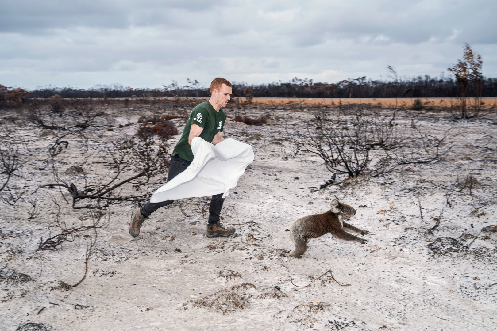 Man carrying a white blanket walks in a field toward a koala, following a bushfire. Burnt trees and a cloudy sky fill the background.