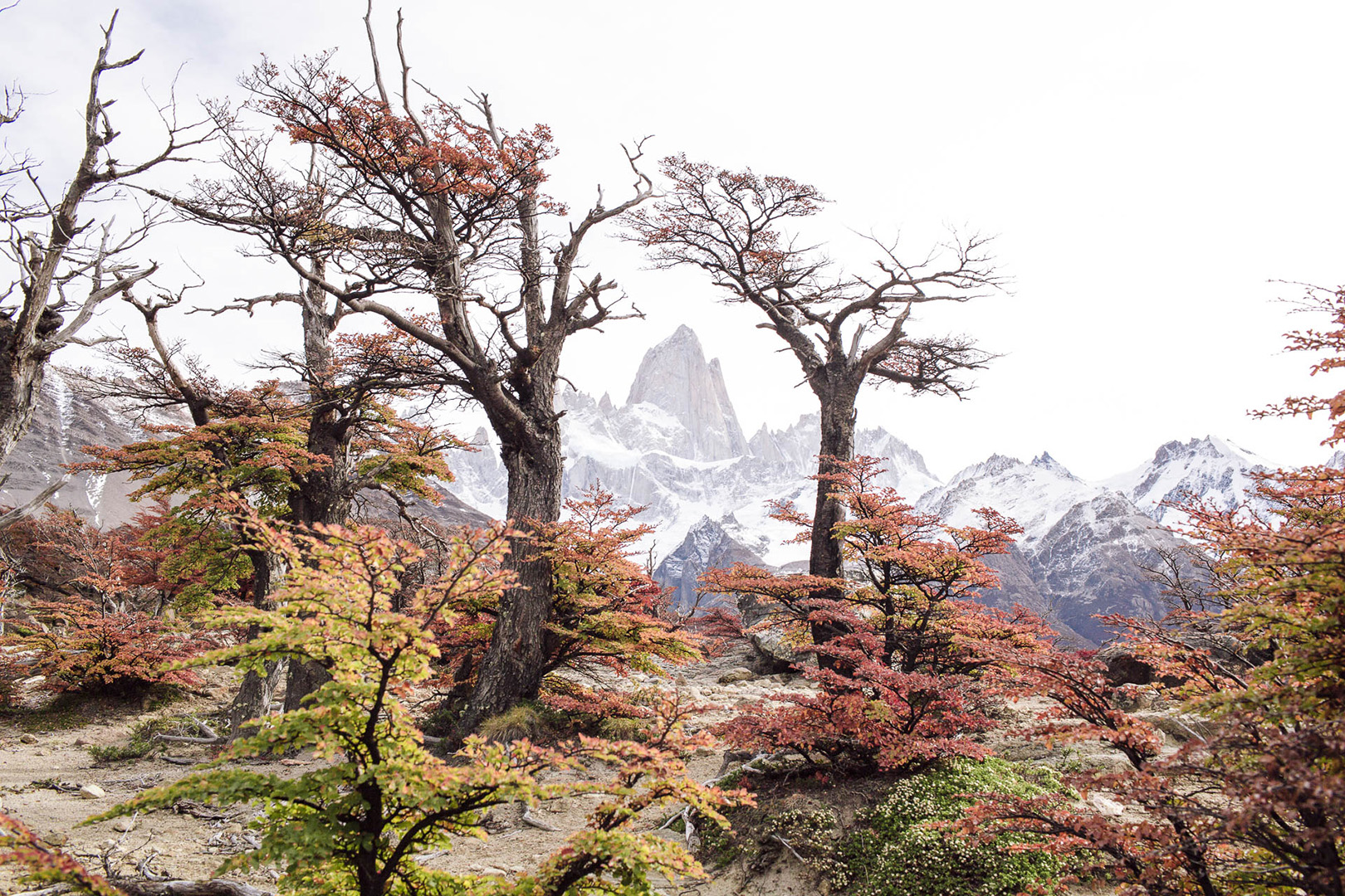 Landscape view of bare trees with autumn foliage, set against a backdrop of snow-capped mountains, showcasing a serene natural environment.
