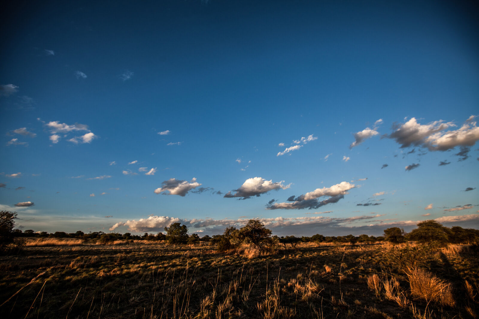 Vast African savanna landscape featuring golden grasses and scattered trees under a clear blue sky with soft, scattered clouds.
