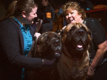 Two women smiling with two large mastiff dogs in a brightly lit indoor venue