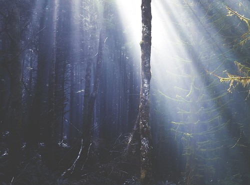 Sunlight shining through a dark, misty forest with tall trees and a tranquil, natural atmosphere, evoking a sense of mystery and serenity.