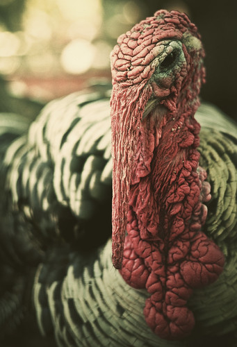 Close-up of a domestic turkey head and upper body, showing red fleshy wattles, blurred green background, and mottled feather pattern.