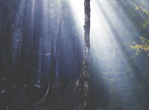 Sunlight streams through the dense canopy and misty air of a dark forest, illuminating tall trees in Sydney.