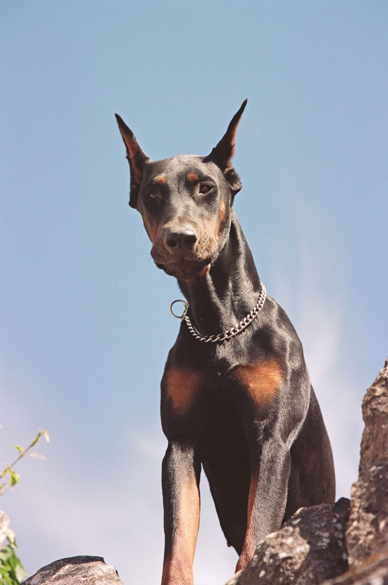 Doberman dog with short black hair and cropped ears wearing a chain collar poses on a rocky surface under a blue sky outdoors.