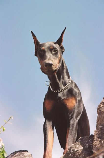Doberman dog with short black hair and cropped ears wearing a chain collar poses on a rocky surface under a blue sky outdoors.