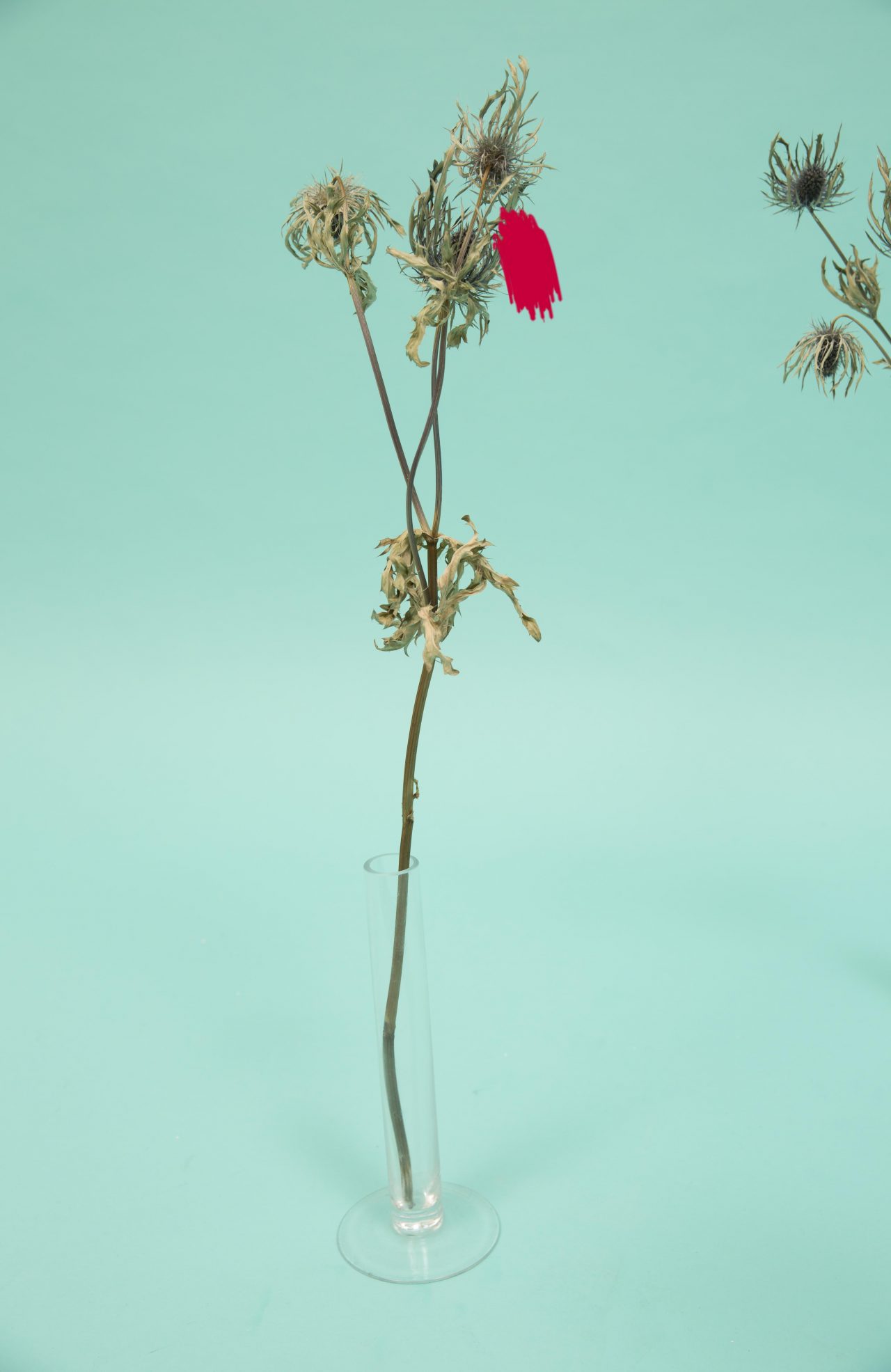Dried flowers in a glass vase against an aqua background, illuminated with studio lighting for a still-life composition.