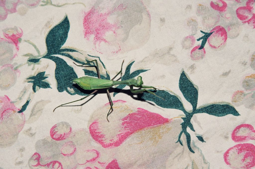 Praying mantis on fabric with a floral pattern featuring green leaves and pink flowers against an off-white background in an eye-level shot.