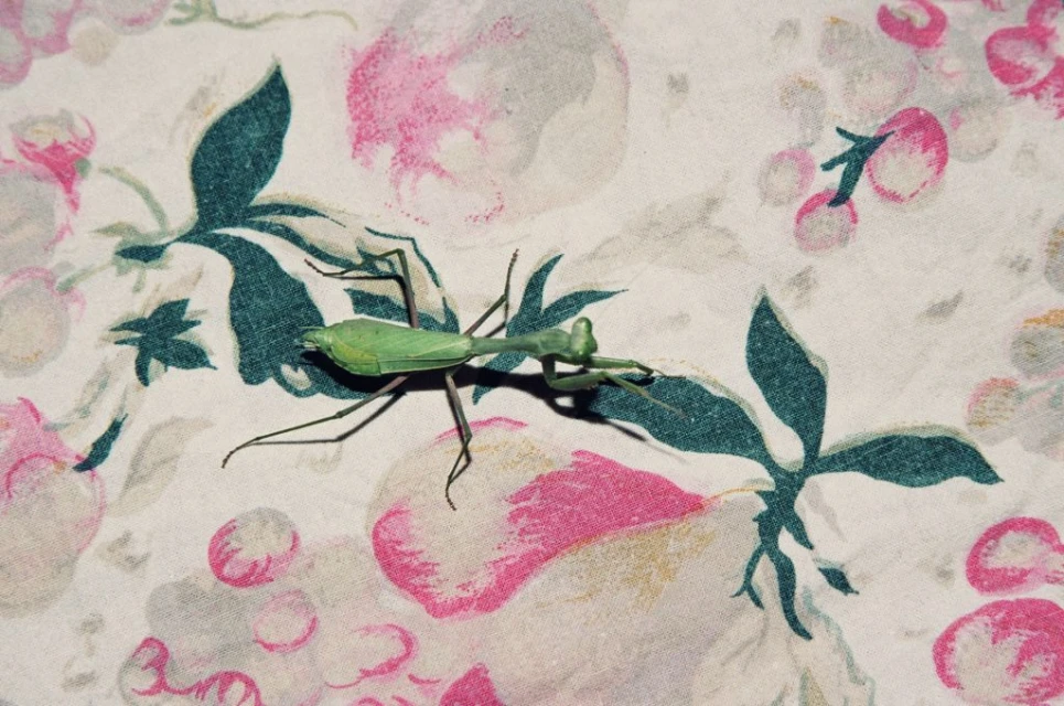 Praying mantis on fabric with a floral pattern featuring green leaves and pink flowers against an off-white background in an eye-level shot.