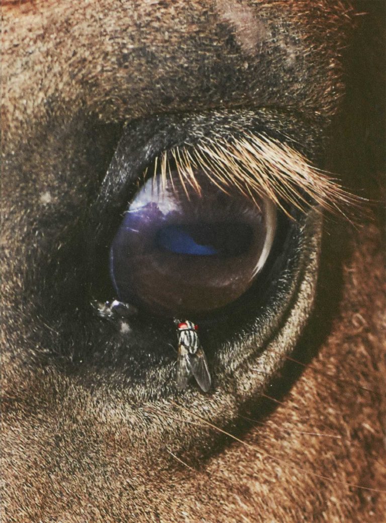 Extreme close-up of a horse's eye with a fly perched on its lower lid; brown fur visible around the eye.