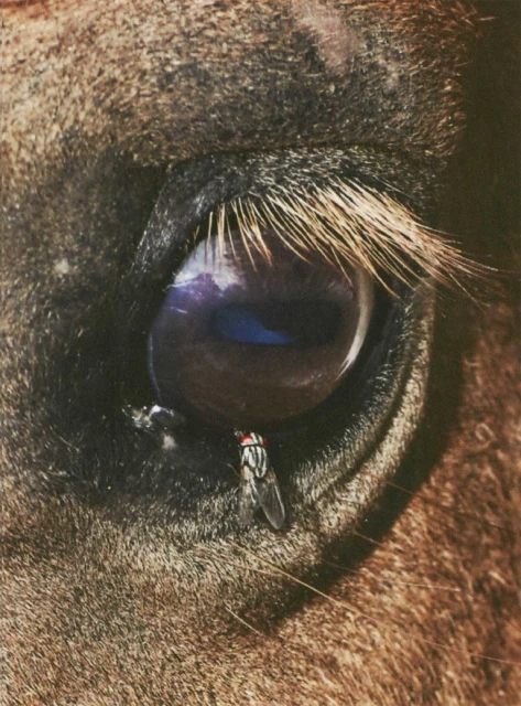Extreme close-up of a horse's eye with a fly perched on its lower lid; brown fur visible around the eye.