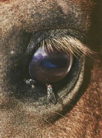 Extreme close-up of a horse's eye with a fly perched on its lower lid; brown fur visible around the eye.