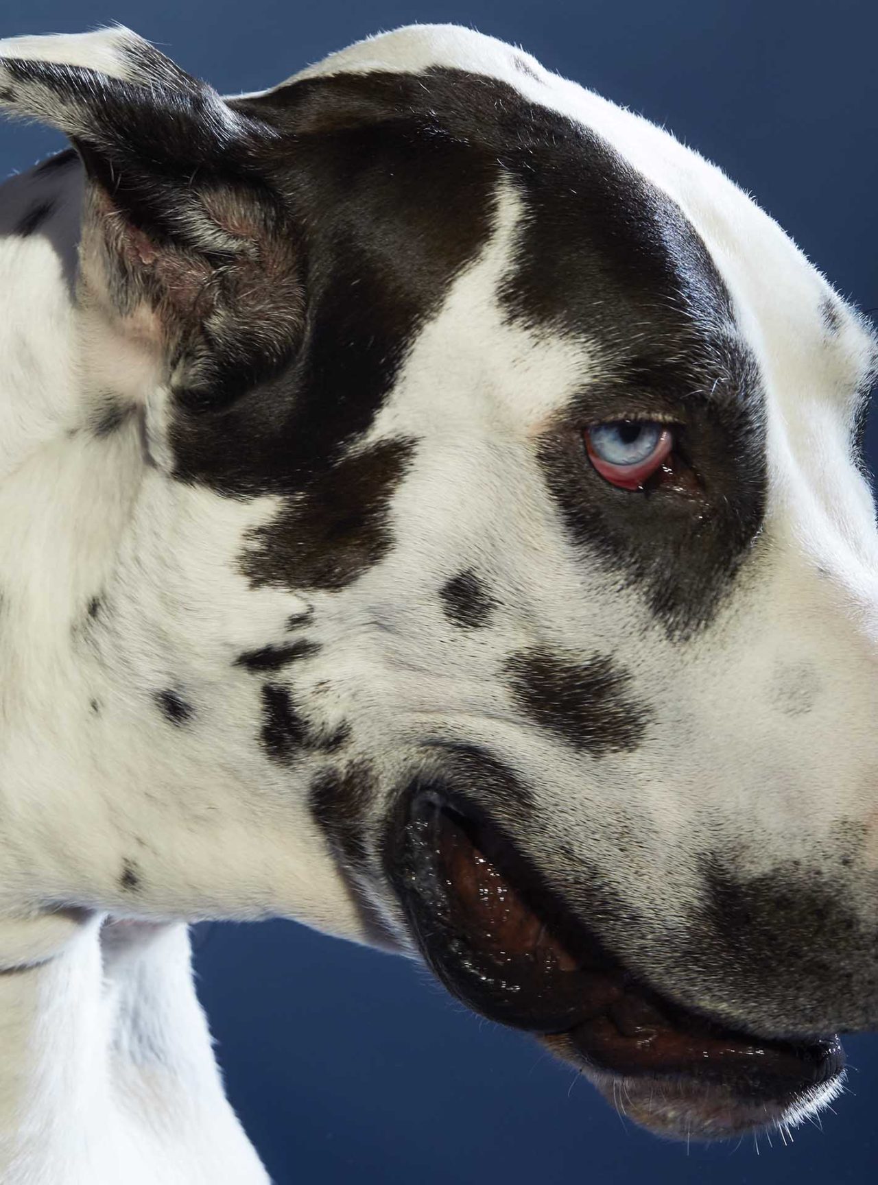 Close-up studio shot of a Great Dane dog with white and black spotted fur, blue eyes, and a black nose against a dark blue background.