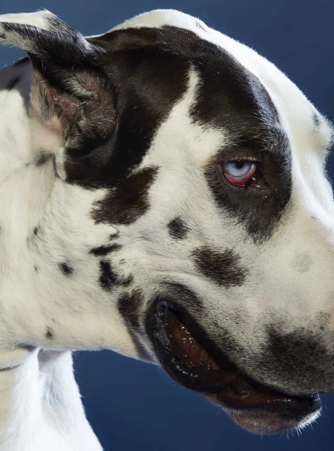Close-up studio shot of a Great Dane dog with white and black spotted fur, blue eyes, and a black nose against a dark blue background.