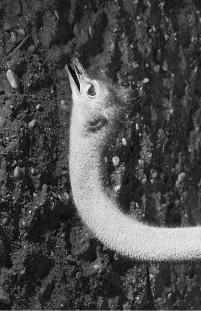 Monochrome portrait of a young ostrich chick with a long neck, standing on rocky ground, gazing upwards with its beak open.