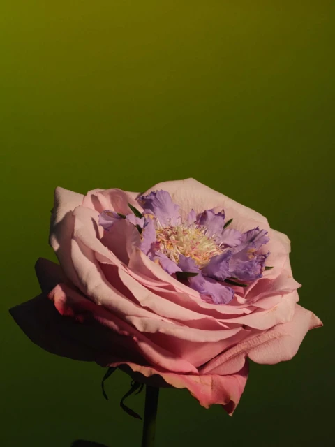 Close-up studio shot of a pale pink rose with a smaller purple flower nested inside, set against a blurred green background.