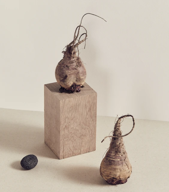 Two beetroots, one on a wooden block, and a volcanic rock arranged on a beige surface against a light beige background.
