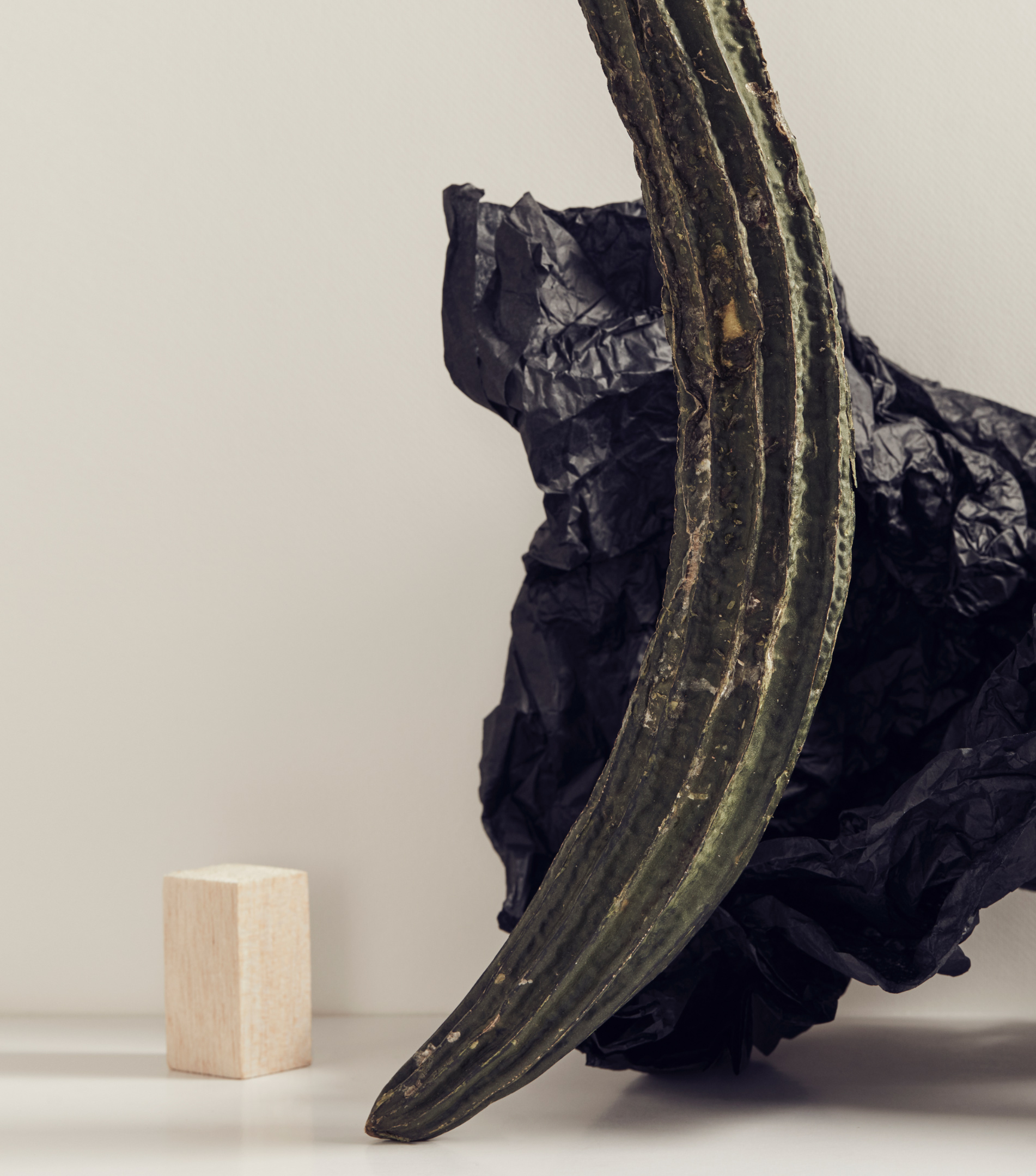 Artistic still life: ribbed gourd stands near a light wood block against crumpled black paper, creating textural contrast.