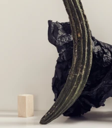 Curved green vegetable pod standing upright against crumpled black paper and a white cube on a neutral background.