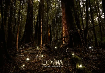 Dense forest floor littered with fallen branches and scattered small glowing lights beneath towering dark tree trunks