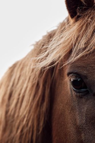 Close-up of a brown horse's eye and part of its face. The horse has a light brown mane and dark eyes against a bright white background.