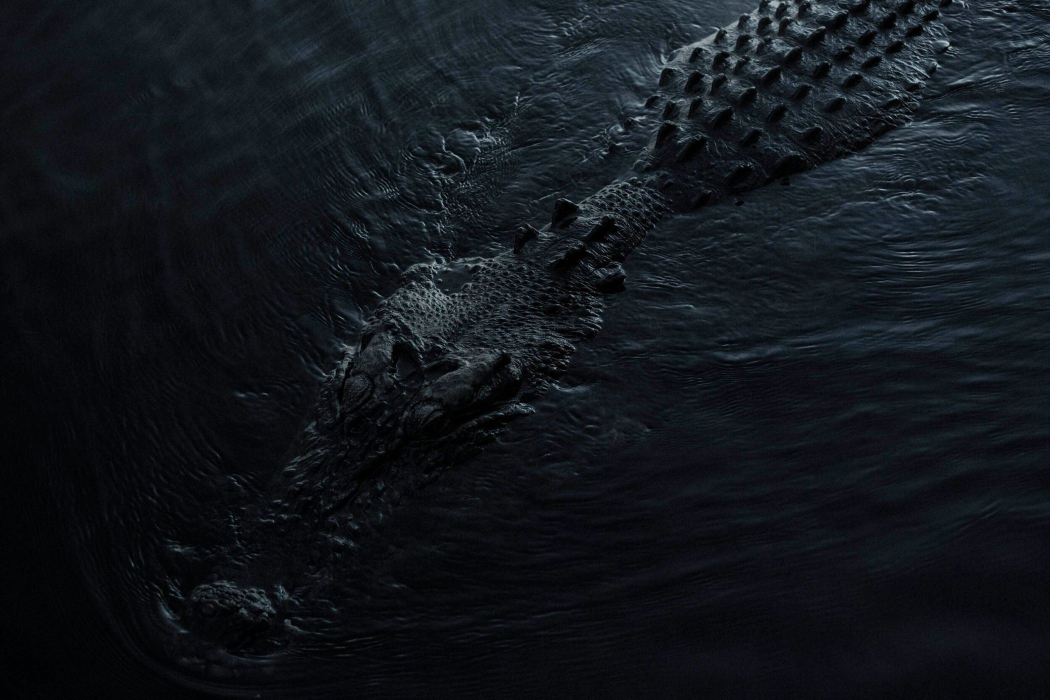 Aerial view of a dark alligator in water, showcasing its textured skin and bumpy back in a mysterious, nature-focused wildlife scene.