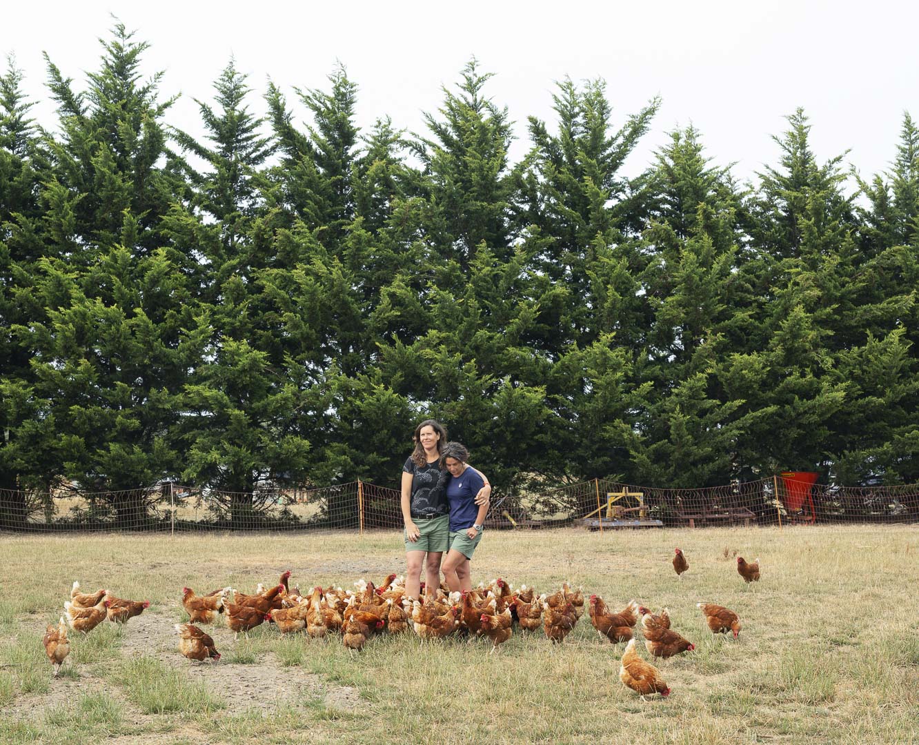 Two women stand in a grassy field surrounded by a large flock of brown chickens near a row of tall, green trees on an overcast day.