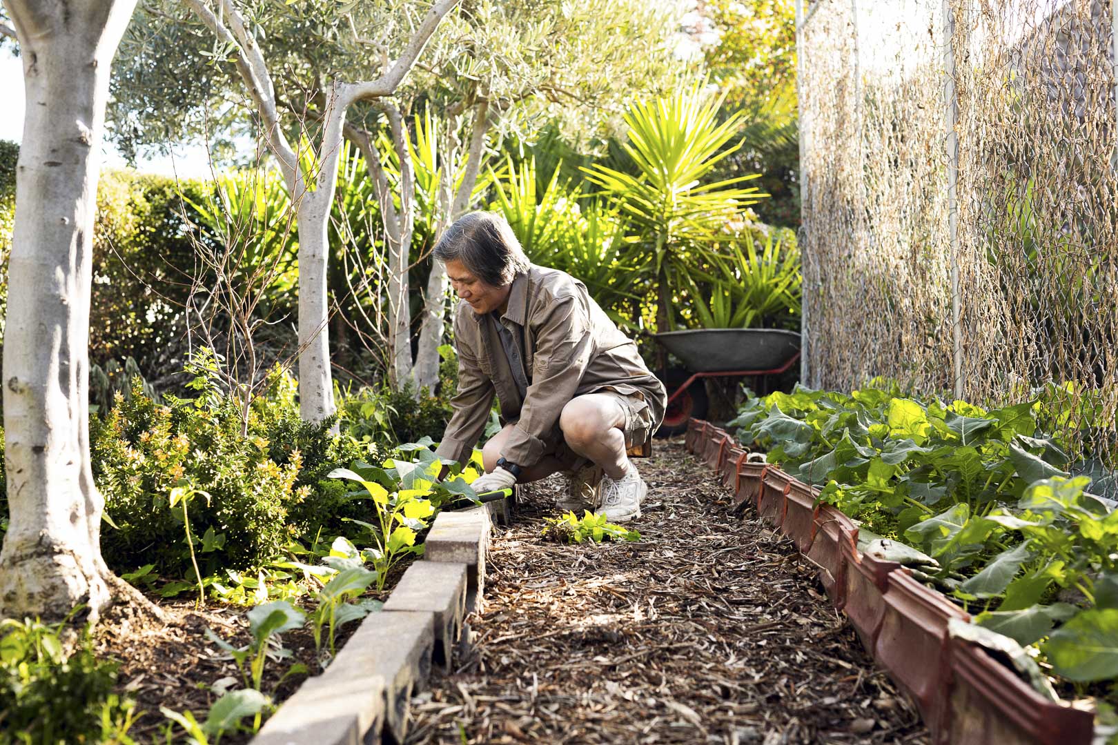 Adult woman tending to plants in her garden on a sunny day. The garden has leafy green plants, trees, and a wheelbarrow.