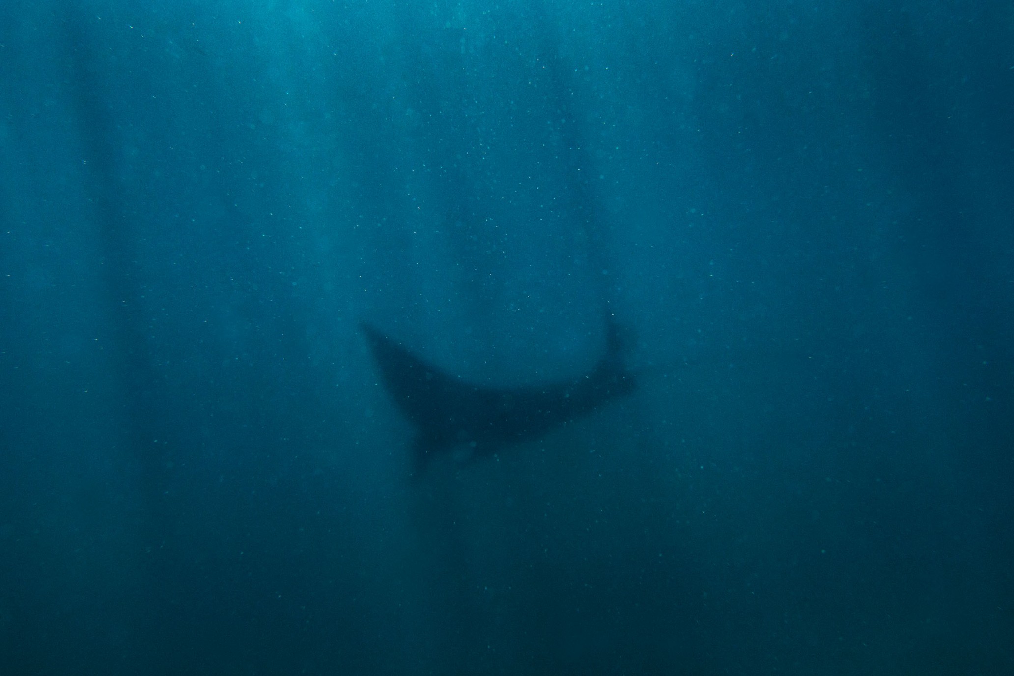 Underwater view of a manta ray swimming in blue ocean water with visible sun rays filtering through the water.