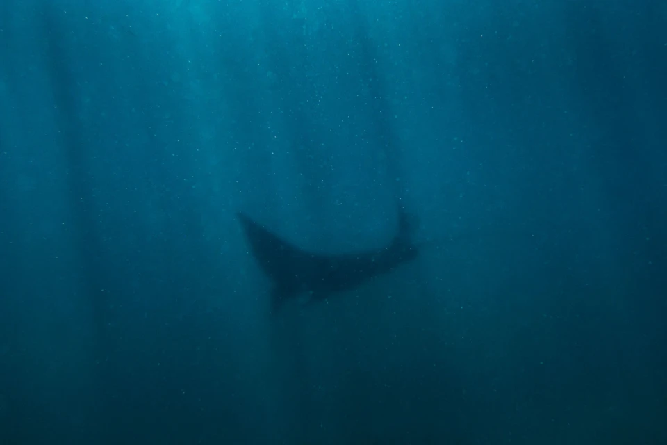 Underwater view of a manta ray swimming in blue ocean water with visible sun rays filtering through the water.