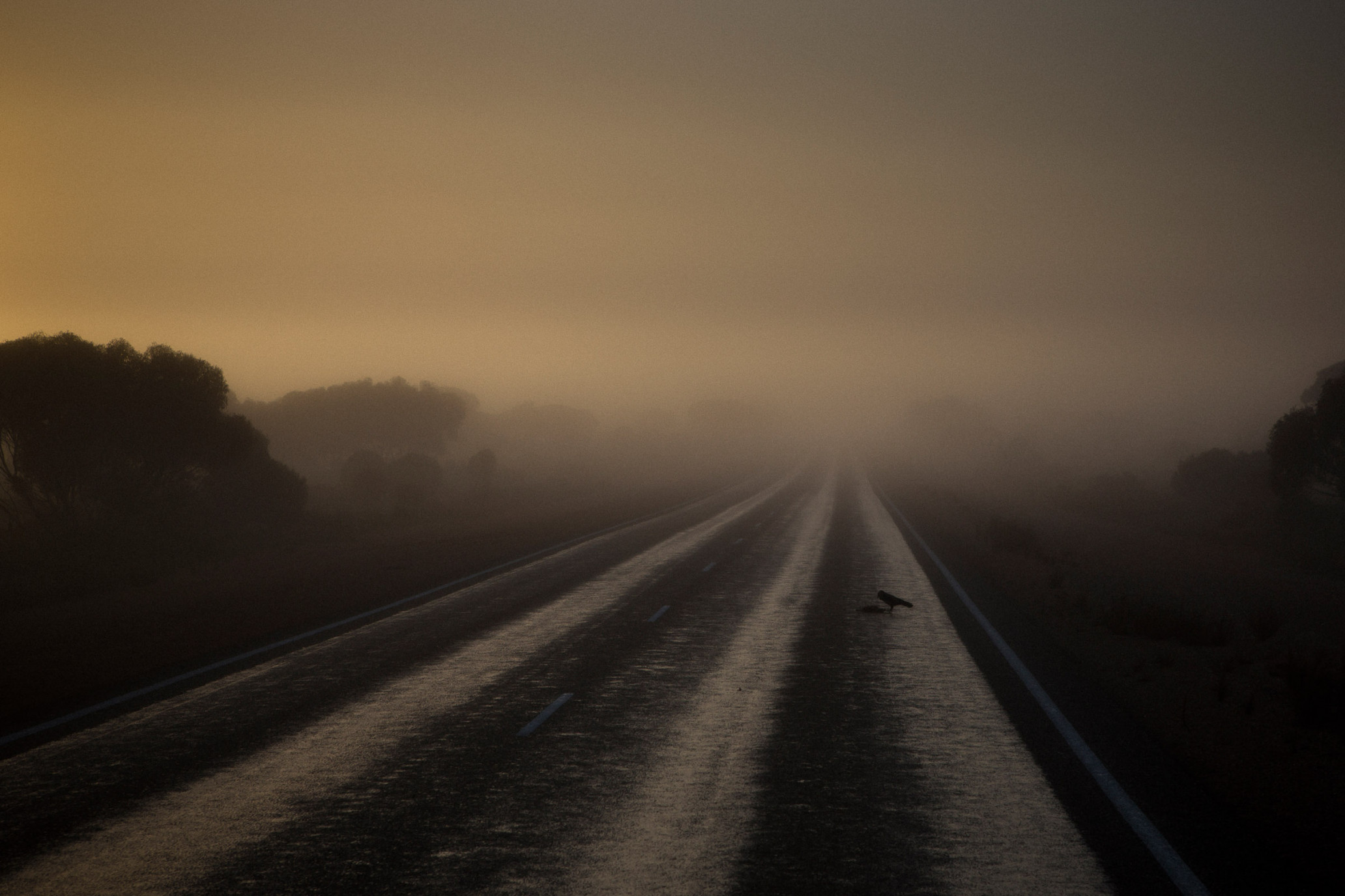 Foggy road landscape featuring a dark asphalt road stretching into the distance, shrouded in dense fog, with a bird flying low.