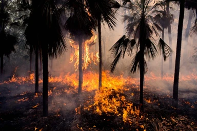 Bushfire burning through a forest with tall palm trees engulfed in flames and thick grey smoke filling the air
