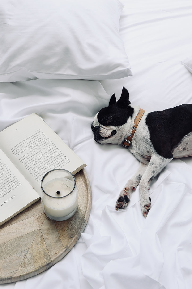 Black and white Boston Terrier dog relaxing on a white bed with an open book, candle, and wooden tray, creating a cozy, peaceful scene.